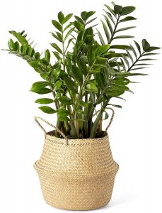 Artera Woven Seagrass Plant Basket