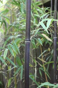6. Rare Black Bamboo Seeds