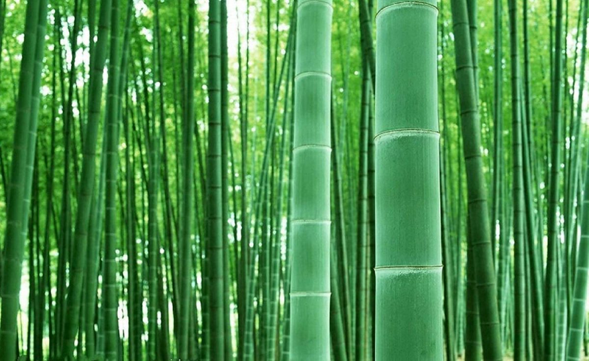 How To Grow Bamboo At Home For Beginners Storables