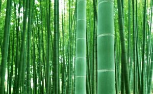 7. 100+ Giant Timber Bamboo Seeds