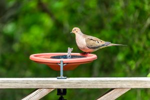 12 Best Bird Bath Fountain Kits For Attracting Wildlife