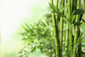 How To Grow Bamboo At Home For Beginners