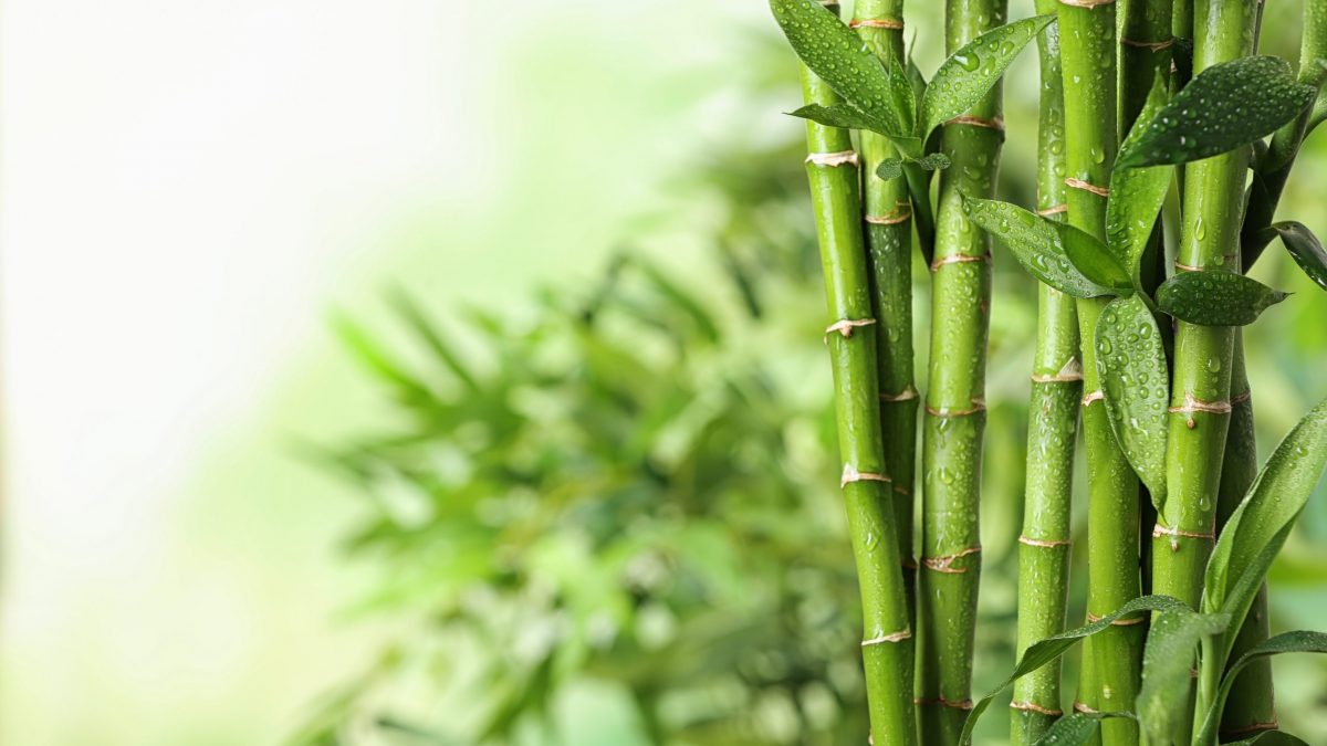 How To Grow Bamboo At Home For Beginners | Storables