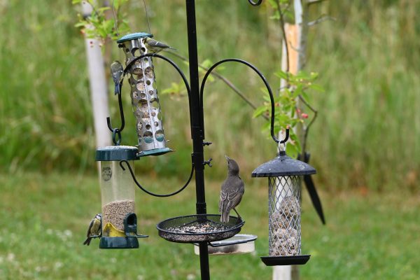Best Bird Feeder Pole Options for Your Garden