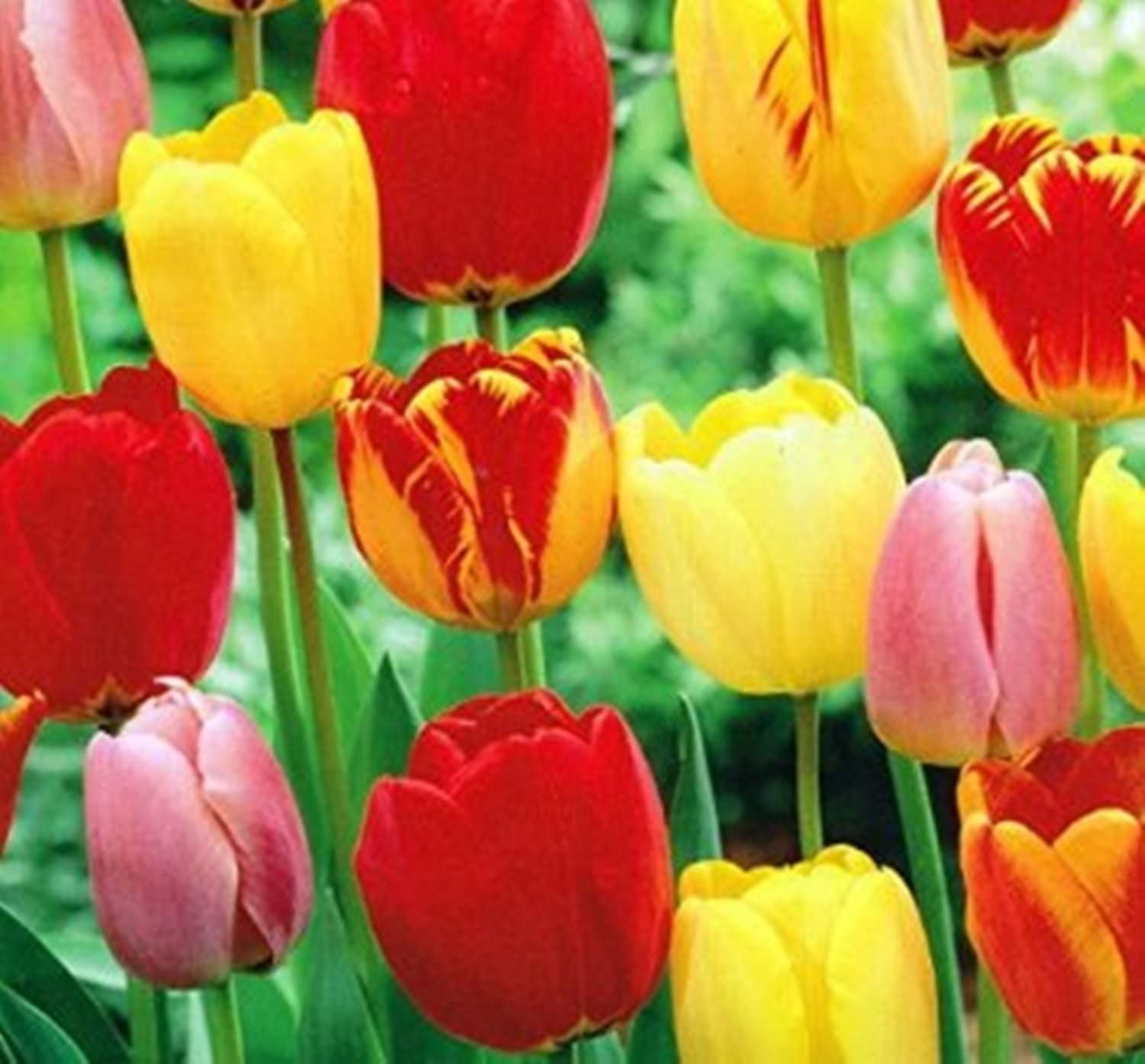 Gardening 101: When is The Best Time To Plant Tulips | Storables