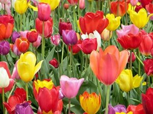 25 Mixed Colors Tulip Bulbs