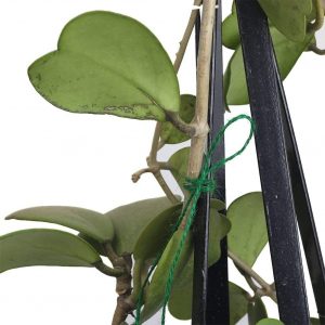 Vivifying Hemp Rope for Plants