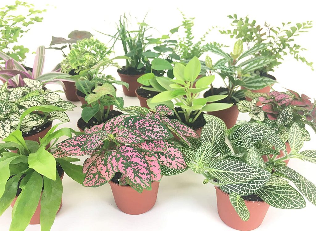 Mini Terrarium Plants