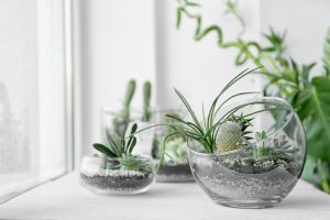 Low-Maintenance Terrarium Plants For Your Home Ecosystem