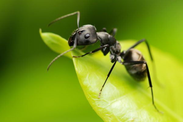 How to Get Rid of Ants in Your Vegetable Garden