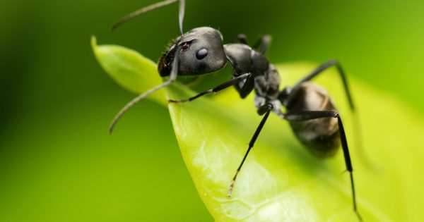 How To Get Rid Of Ants In Your Vegetable Garden Scaled 600x315 