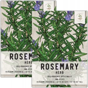 Rosemary Culinary Herb Seeds