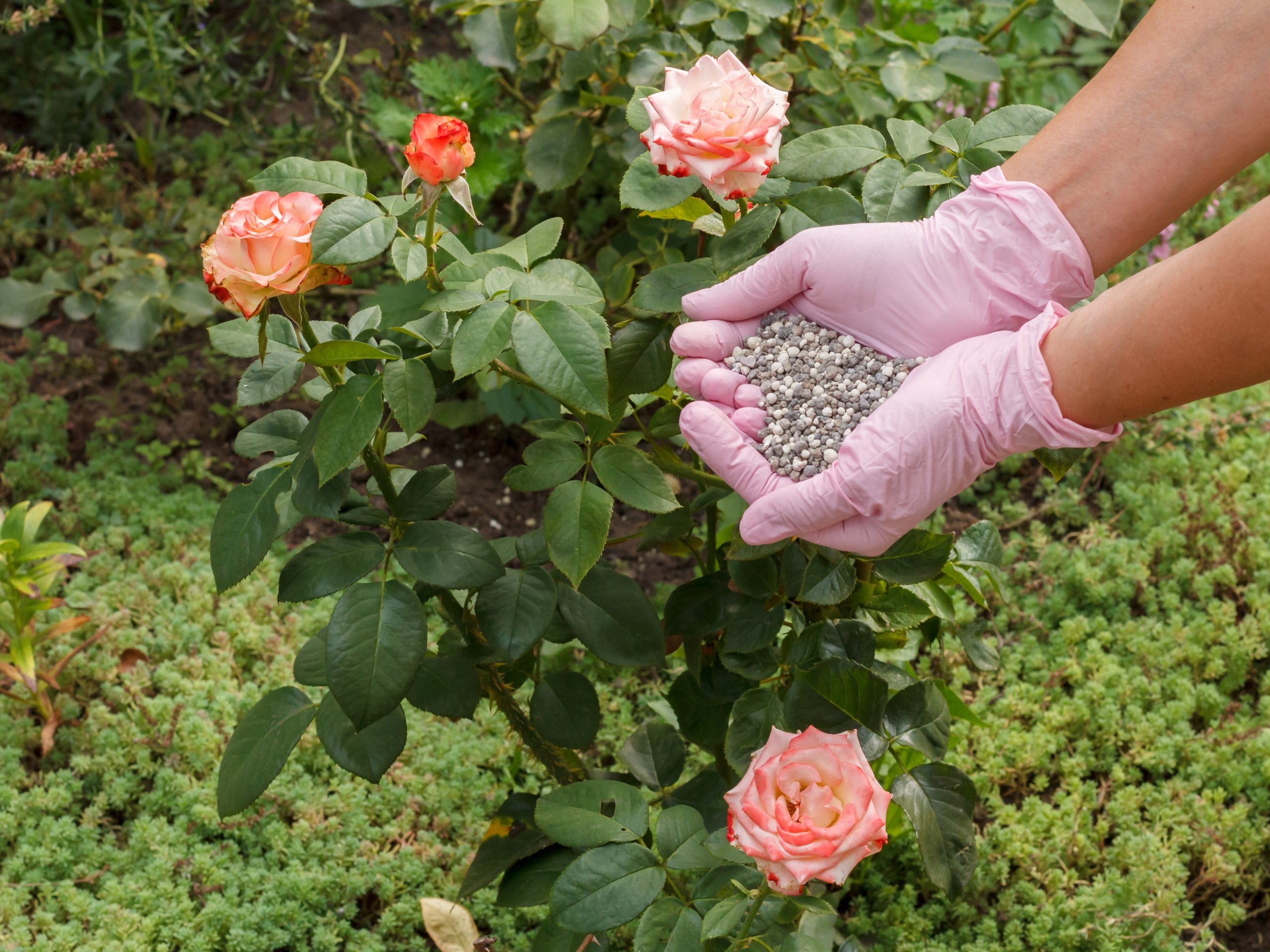 Image of Bloom fertilizer for roses image