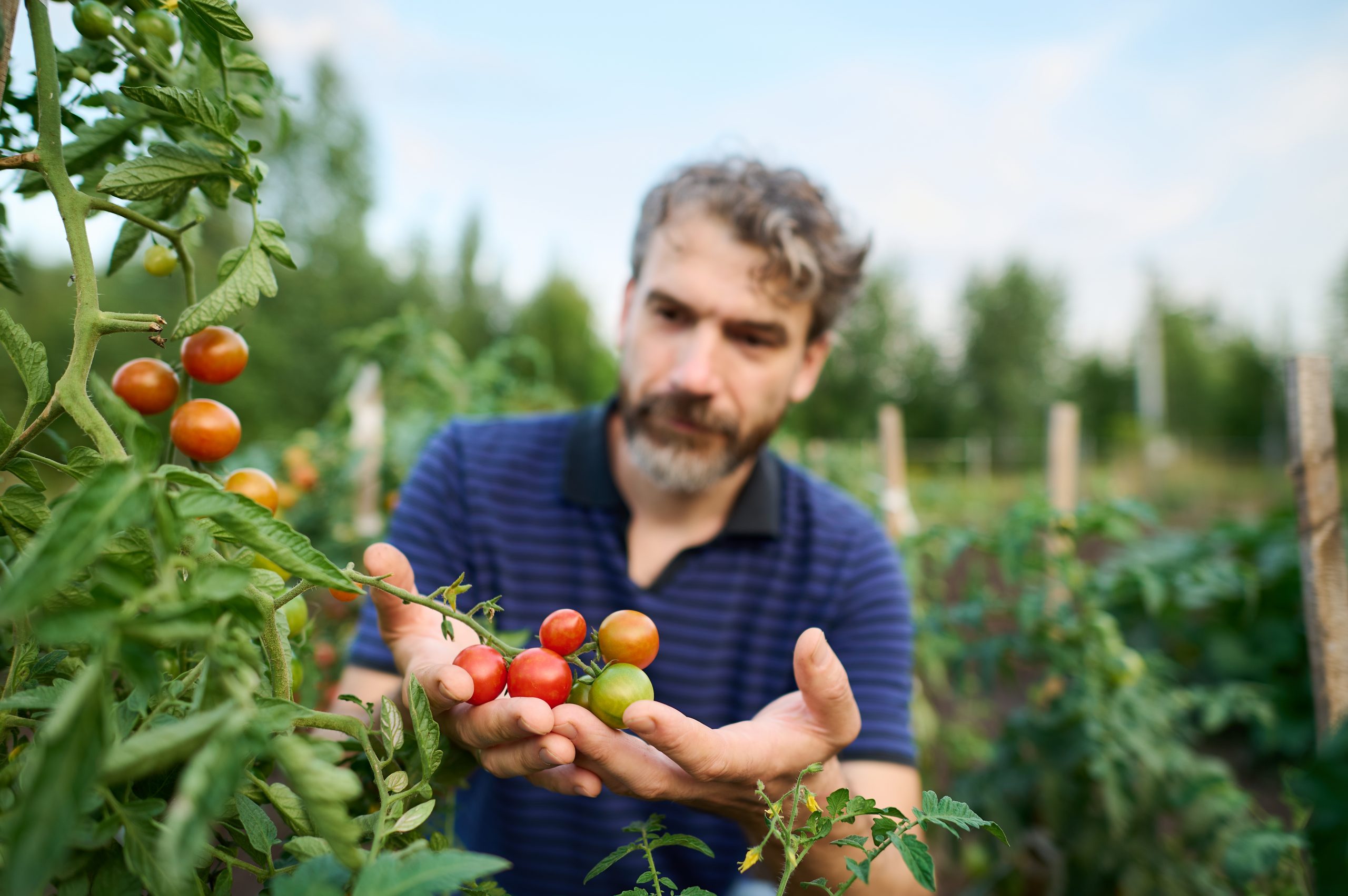 What Is The Best Way To Tie Down Plants? [Ultimate Guide]