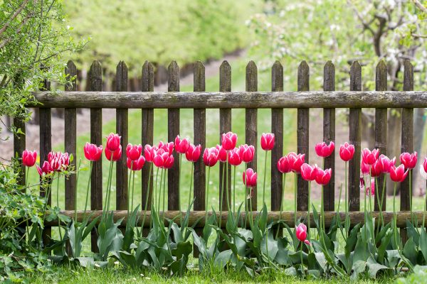 Gardening 101: When is The Best Time To Plant Tulips