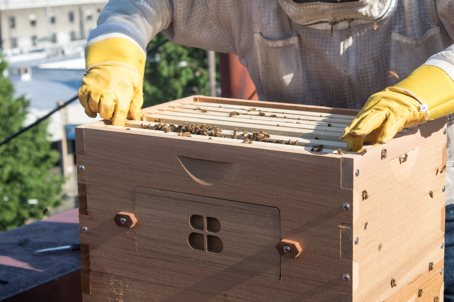 How To Build Bee Boxes