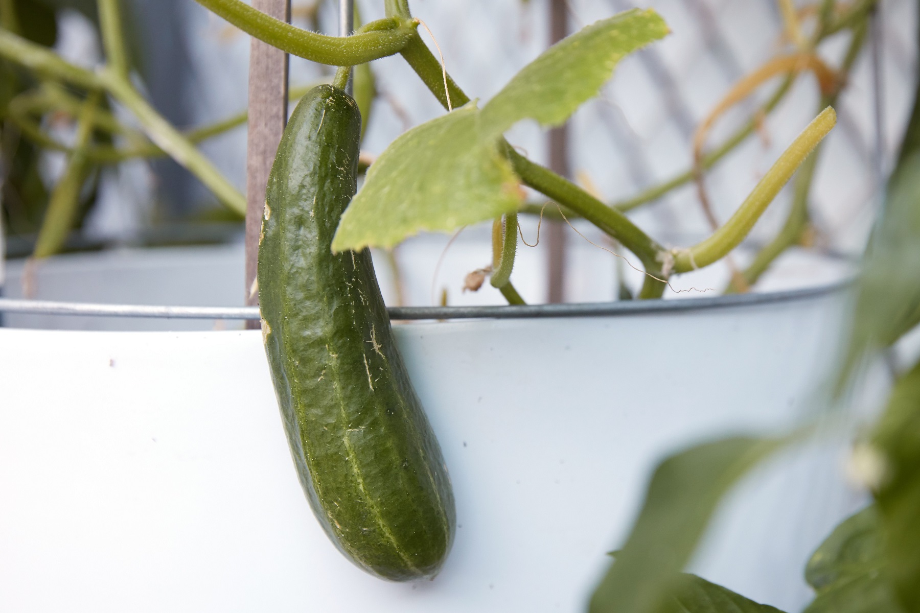 How To Grow Cucumbers In Containers