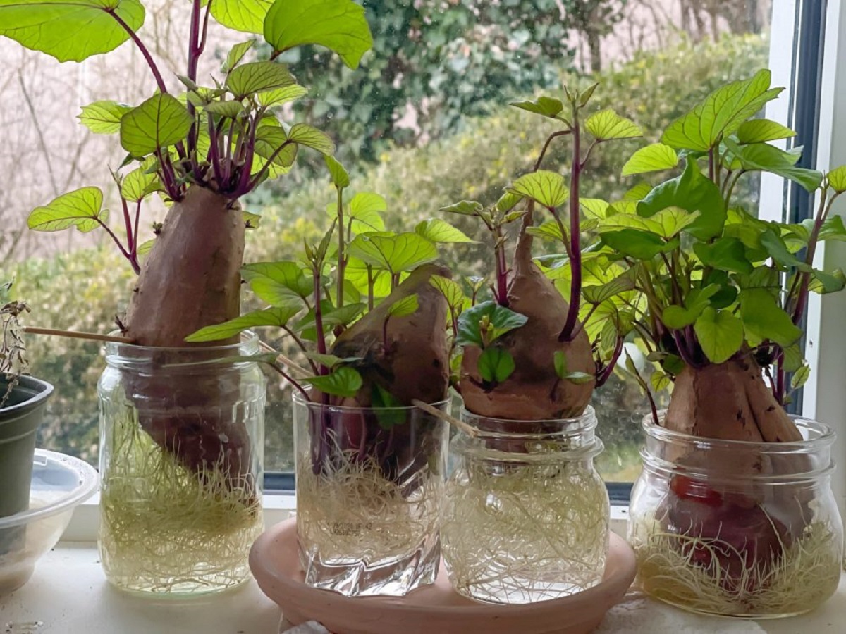 How To Grow Sweet Potatoes In Containers