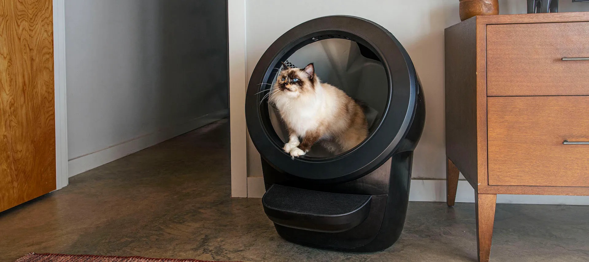 Where To Put Litter Boxes In Small Apartment