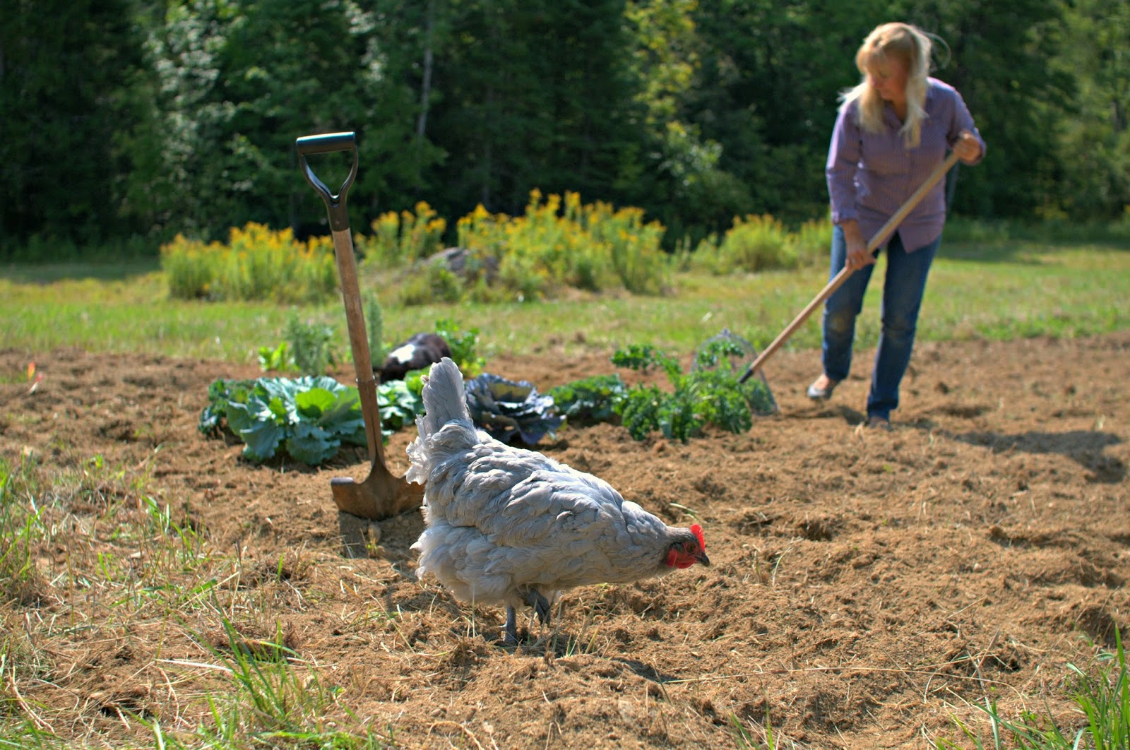 10 Best Chicken Fertilizer for 2024