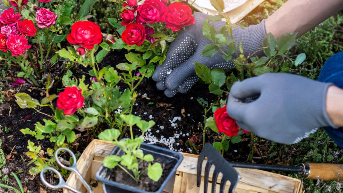 10 Best Rose Food Fertilizer for 2023
