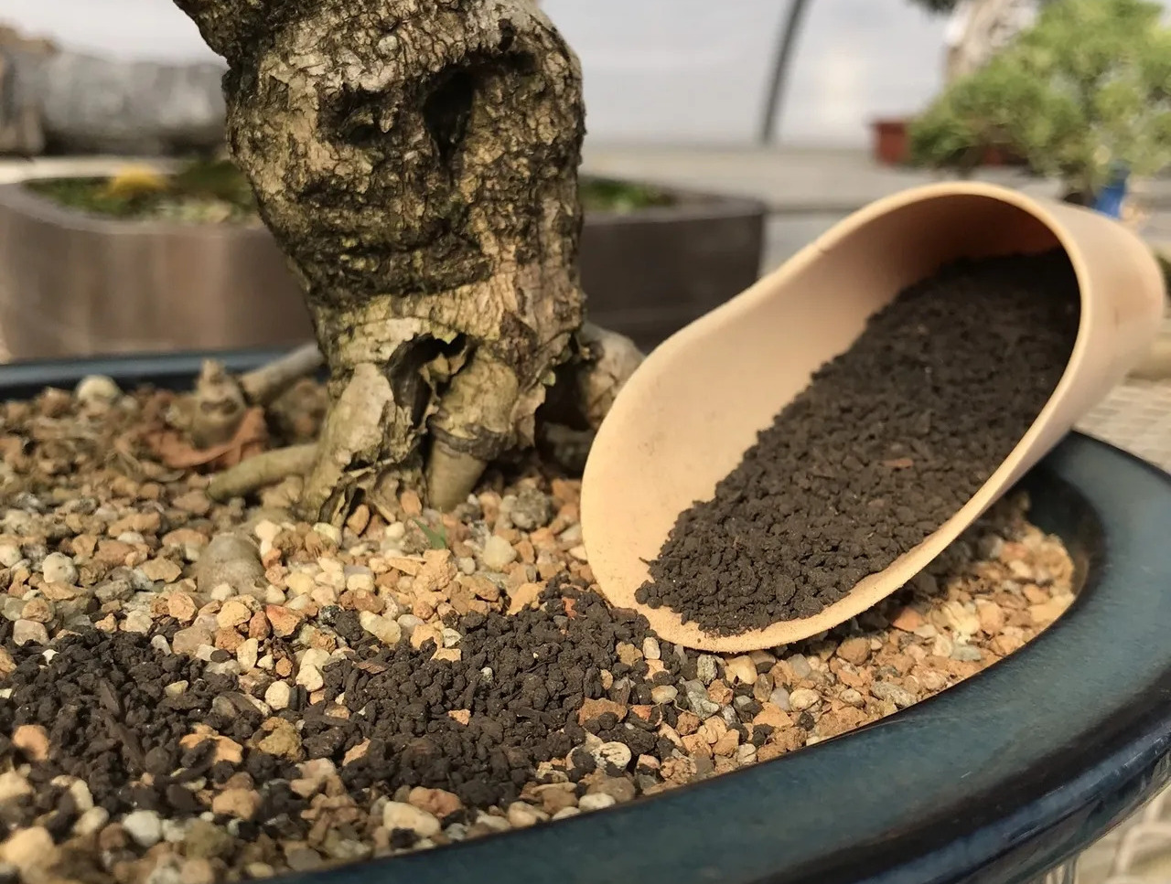 11 Amazing Bonsai Tree Fertilizer for 2023