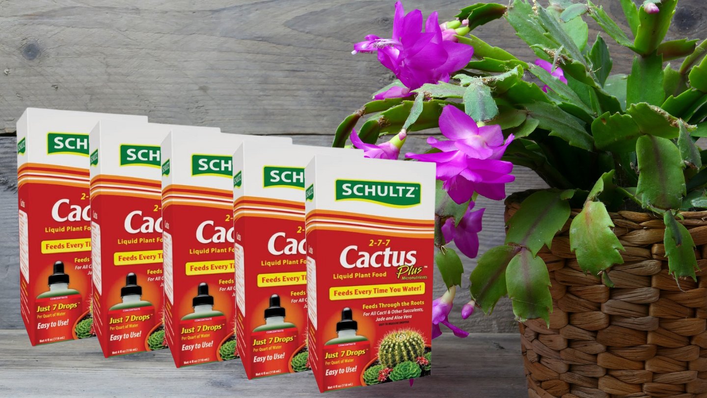 12 Amazing Christmas Cactus Fertilizer for 2024