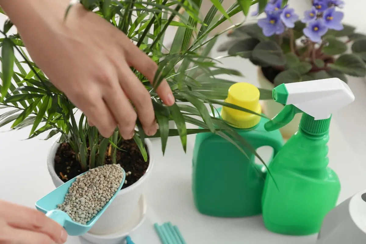12 Amazing Indoor Plant Fertilizer for 2024