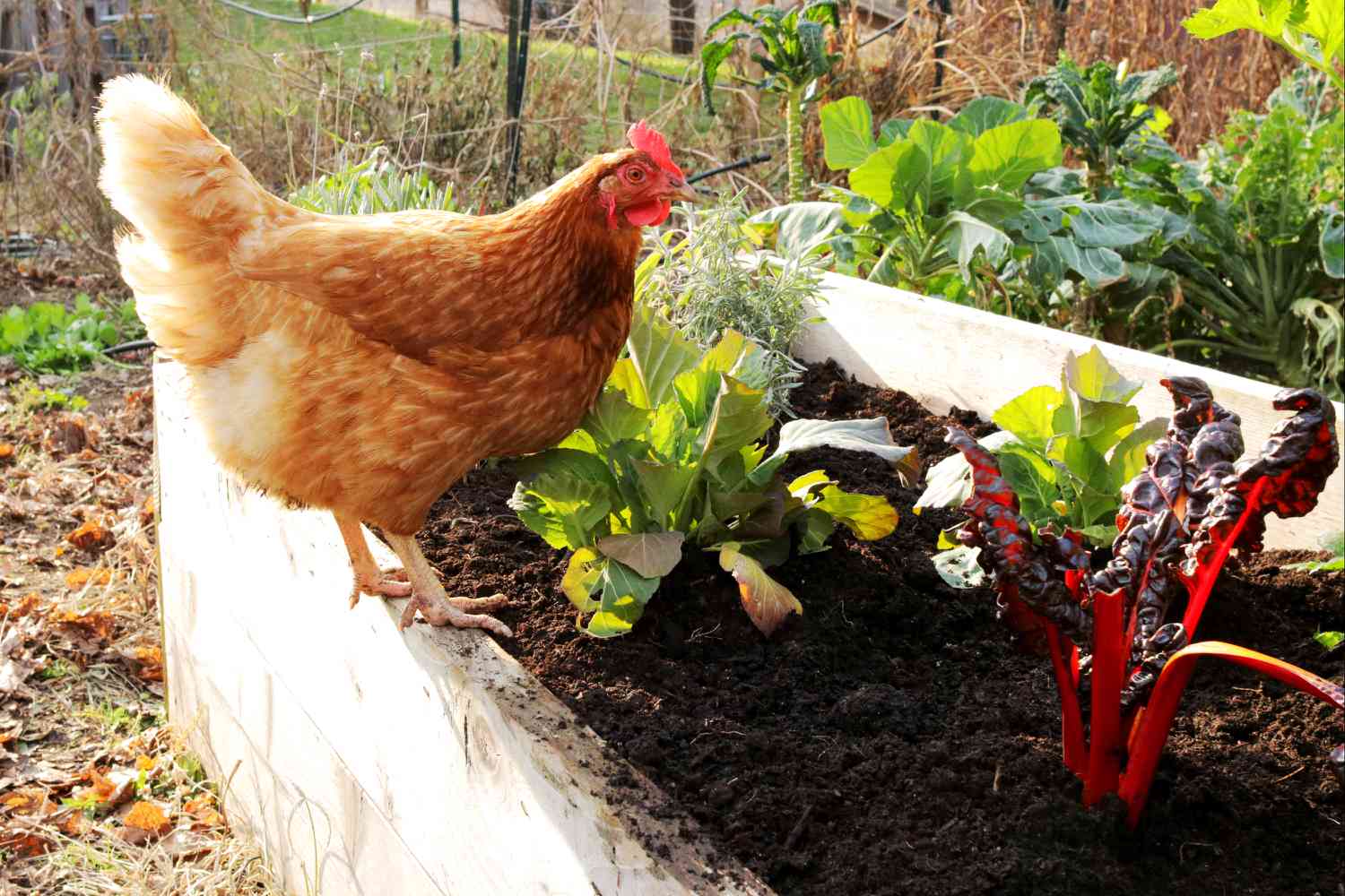 12 Best Chicken Manure Fertilizer for 2024