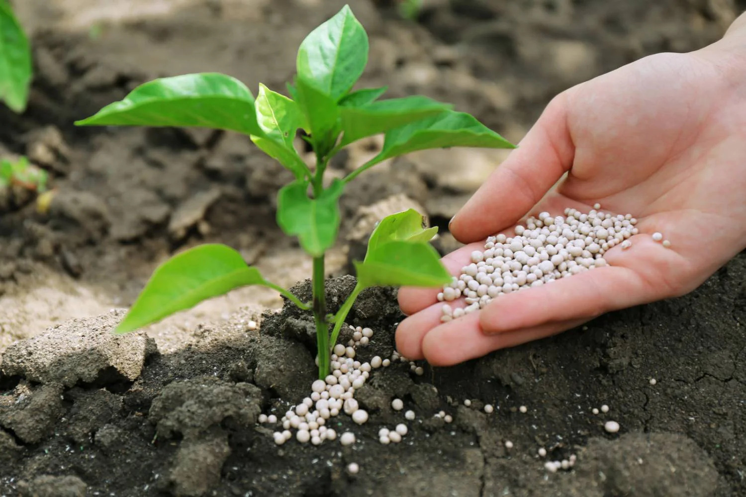 12 Best Magnesium Fertilizer for 2024