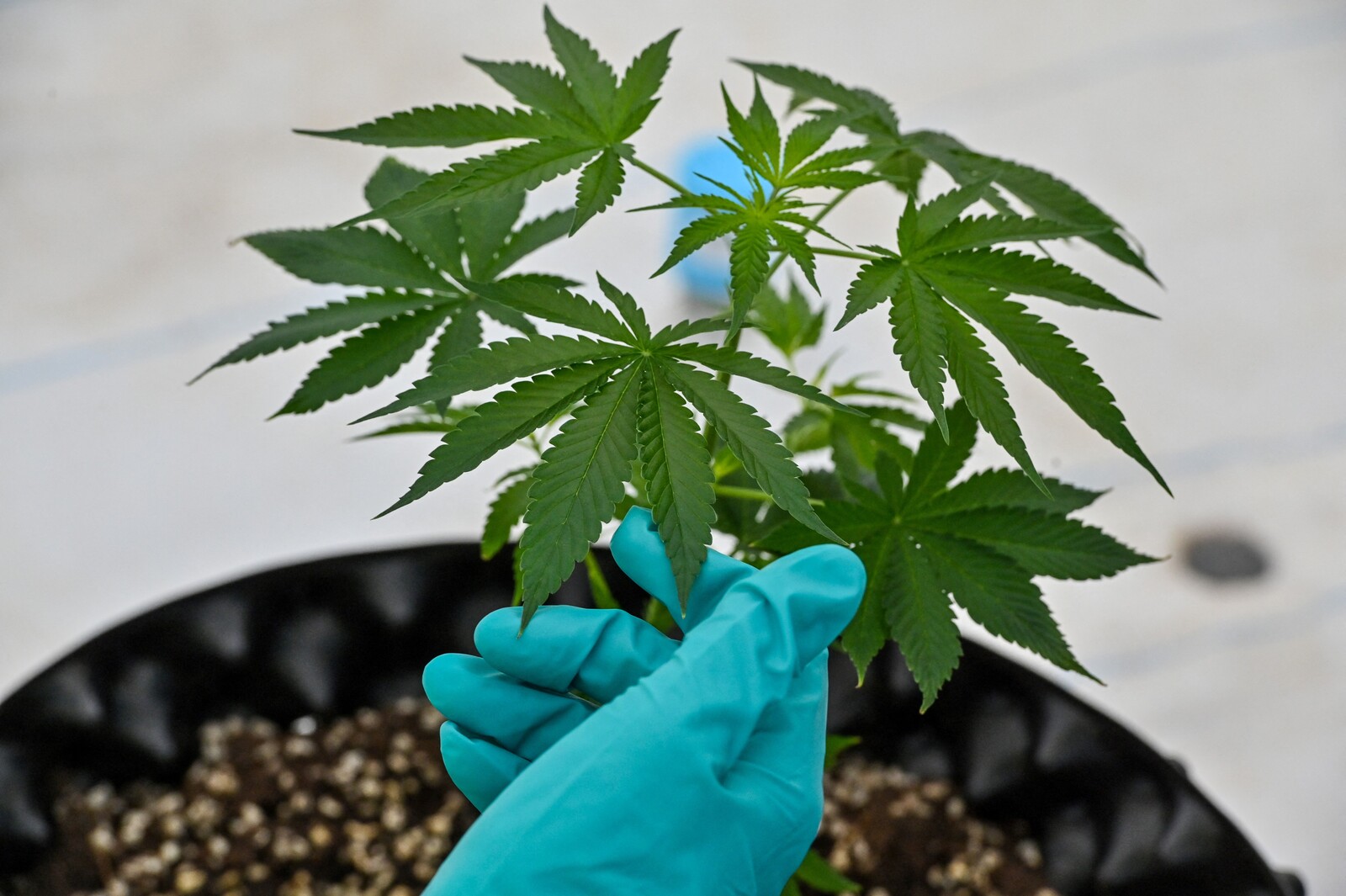 13 Amazing Cannabis Fertilizer for 2024