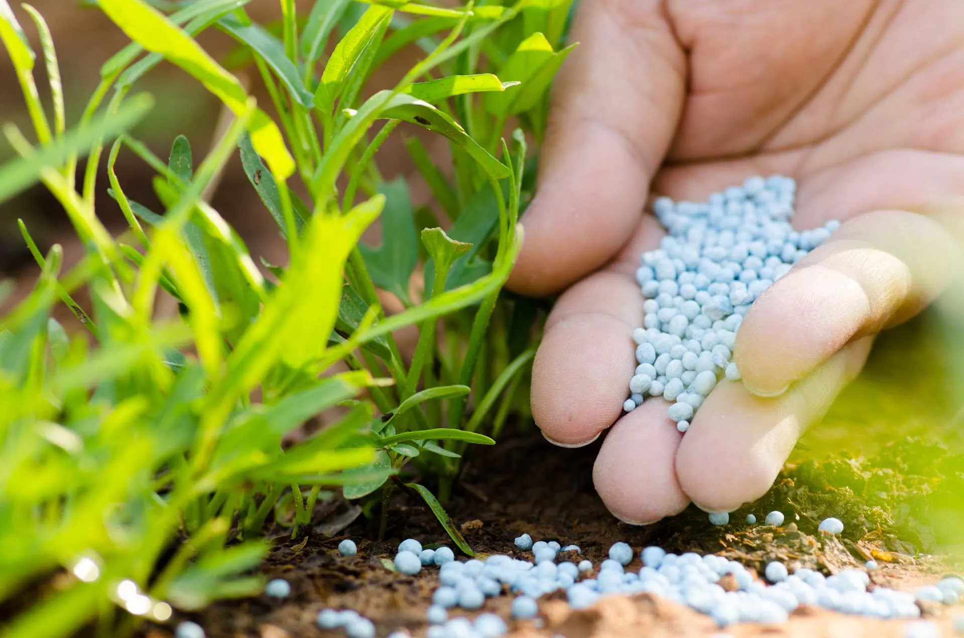 13 Best Nitrogen Fertilizer for 2024