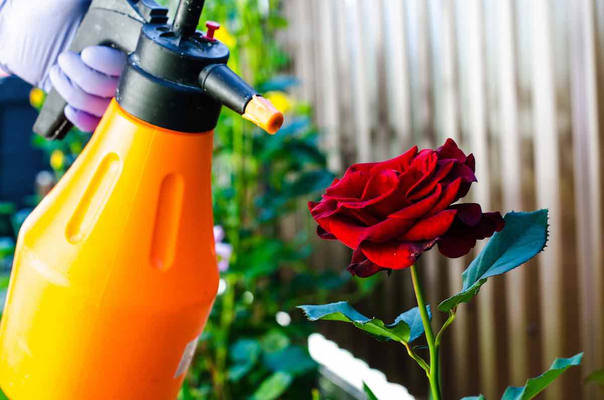 14 Best Rose Bush Fertilizer for 2024