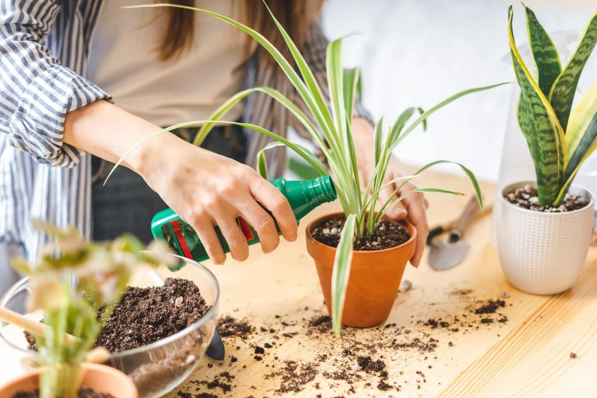 15 Amazing Fertilizer For Indoor Plants for 2024