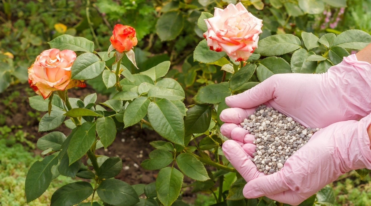 15 Amazing Rose Fertilizer for 2024