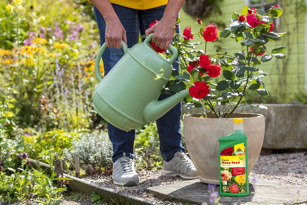 15 Best Organic Rose Fertilizer for 2024