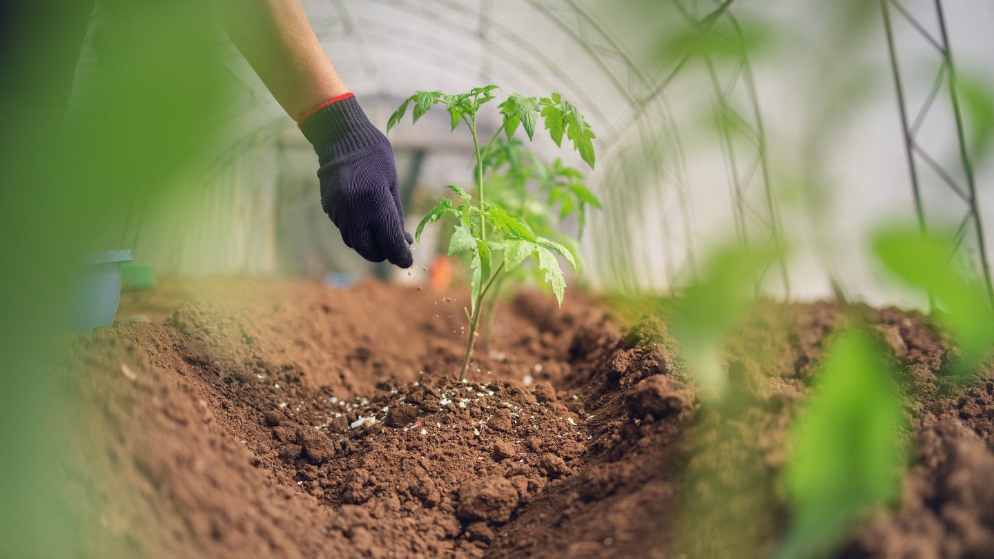8 Best Vegetable Fertilizer Organic for 2024