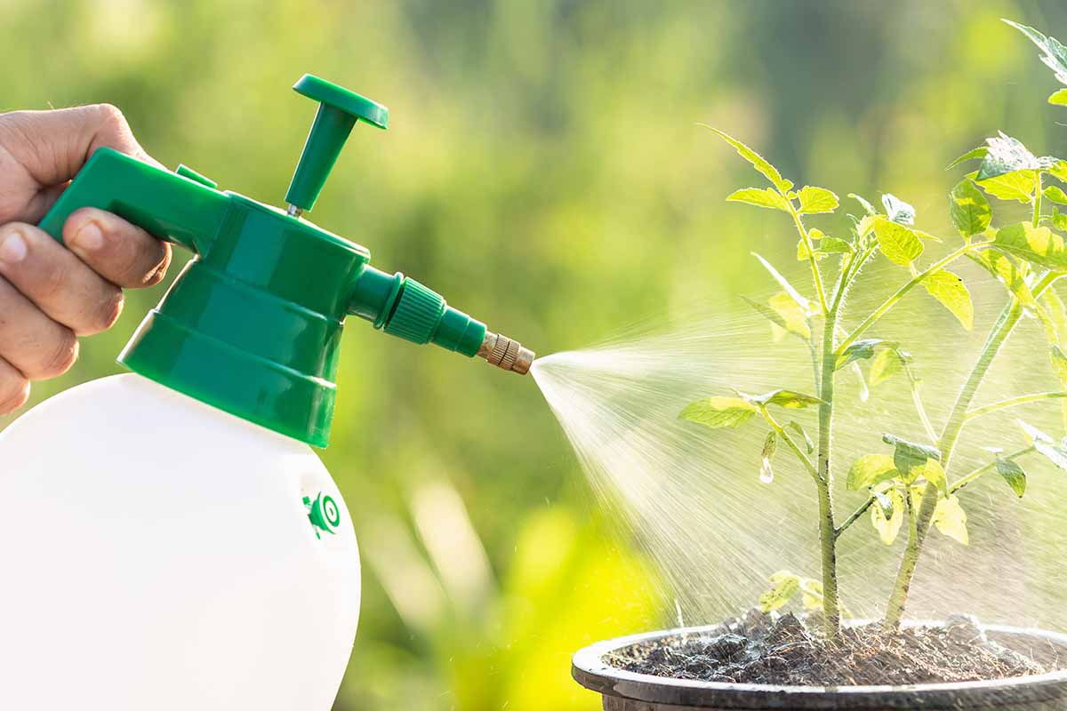 fertilizers for plants