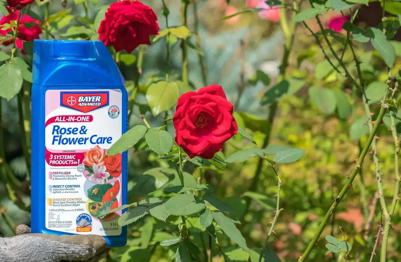 9 Best Rose Fertilizer And Disease Control for 2024