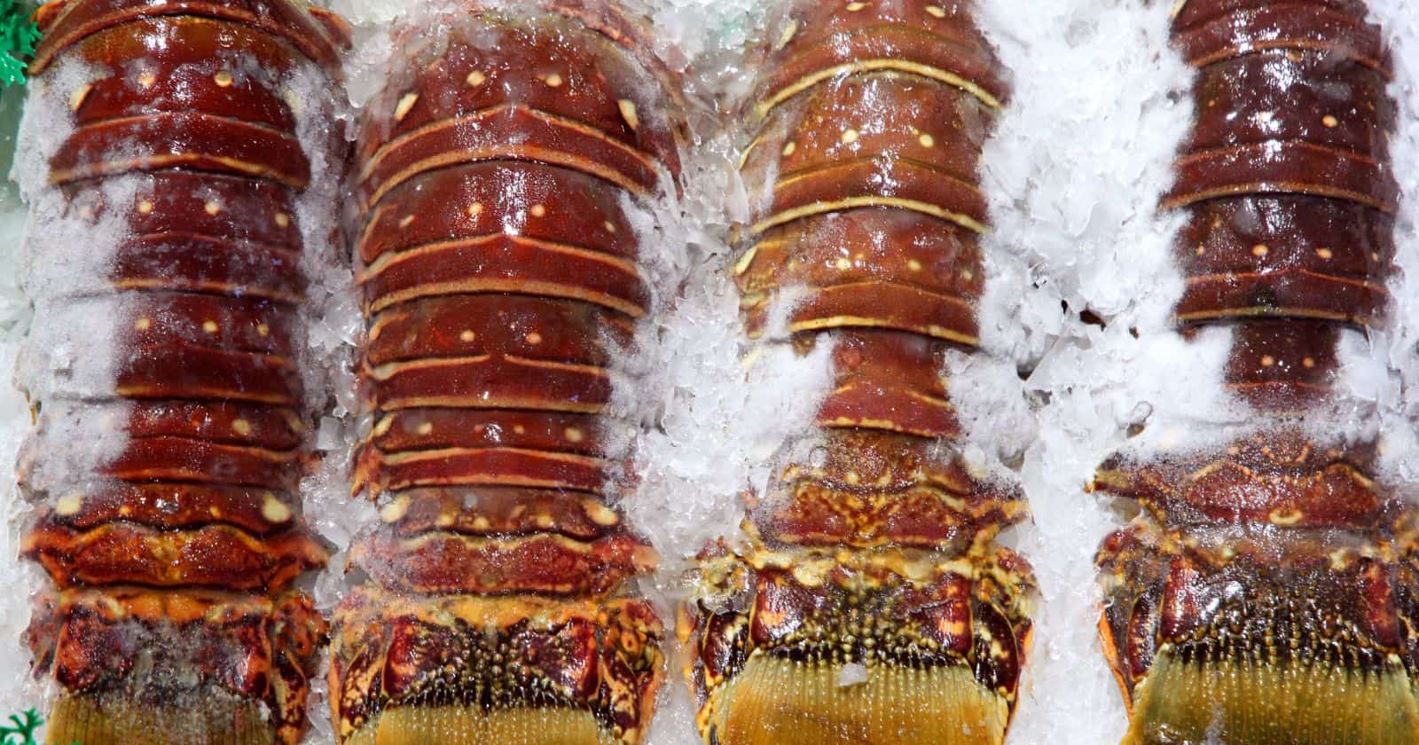 how long is lobster good for in the freezer