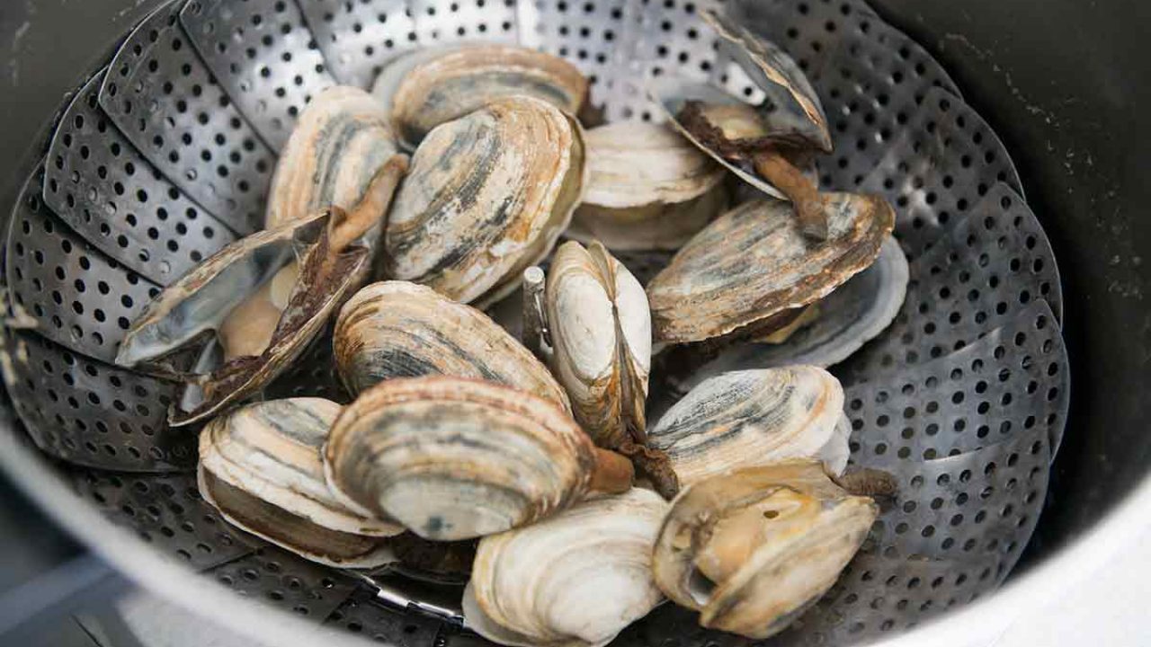 steamer clams