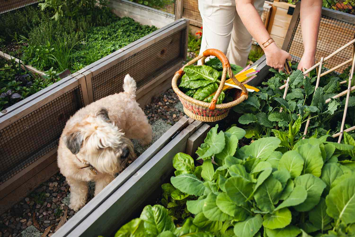 How Often Should You Water A Vegetable Garden