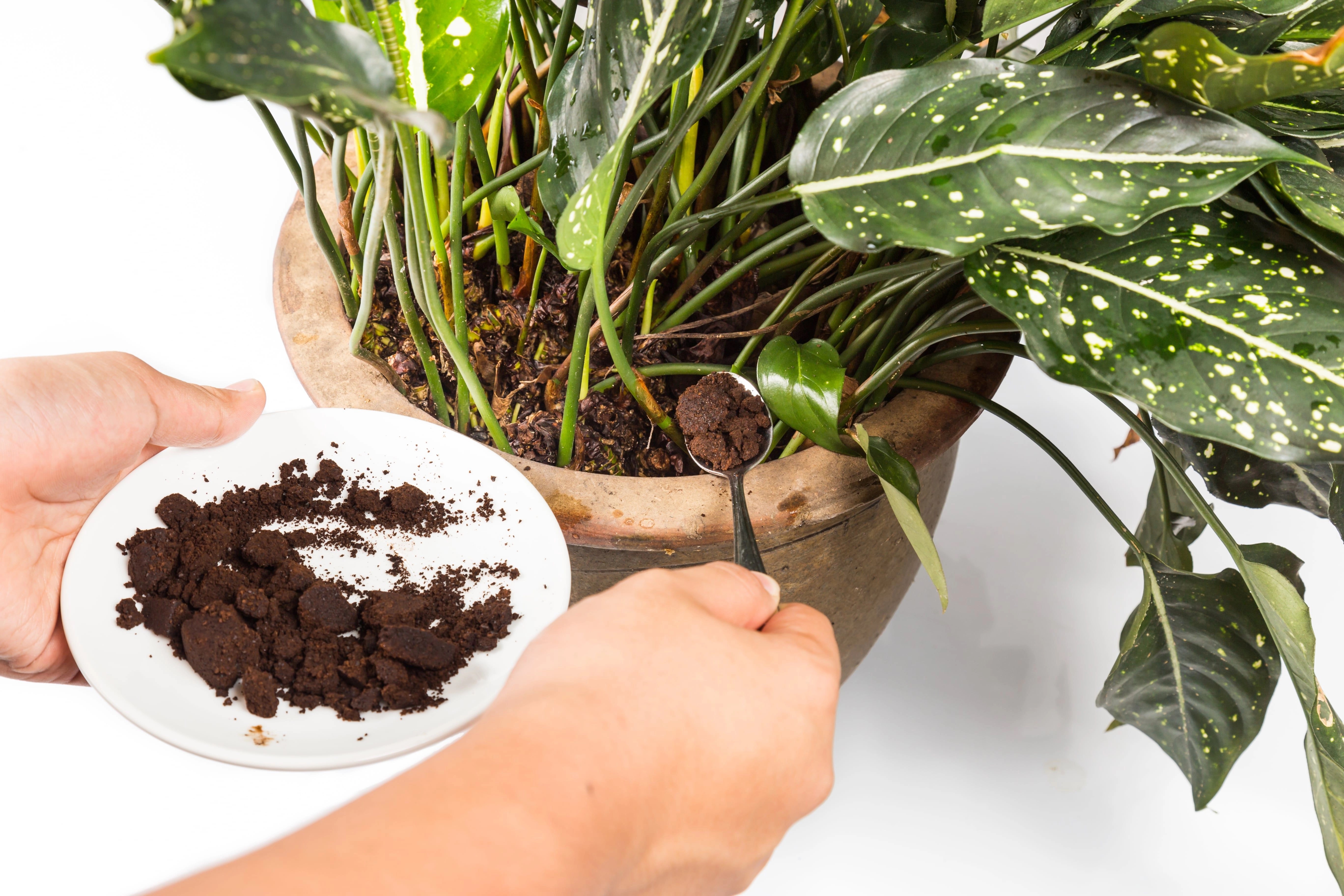 How To Apply Fertilizer To Plants