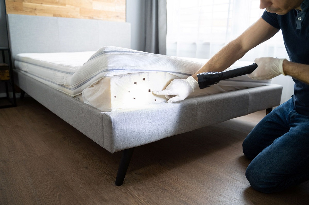 How To Check Furniture For Bed Bugs