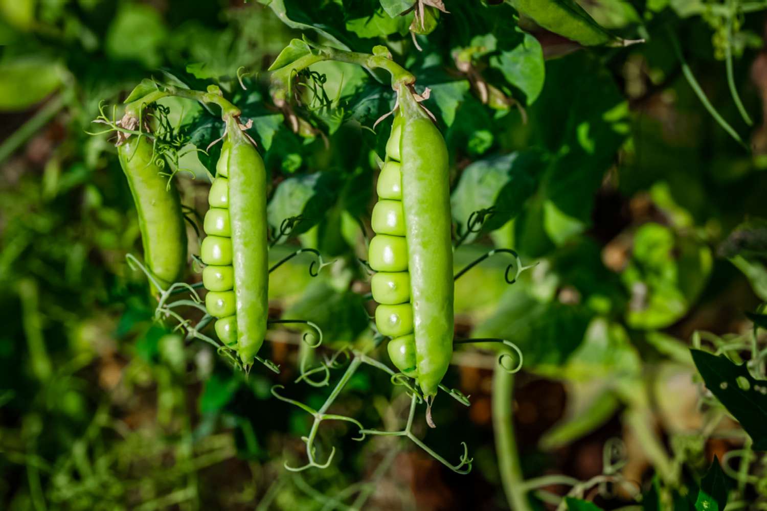 How To Cook Garden Peas