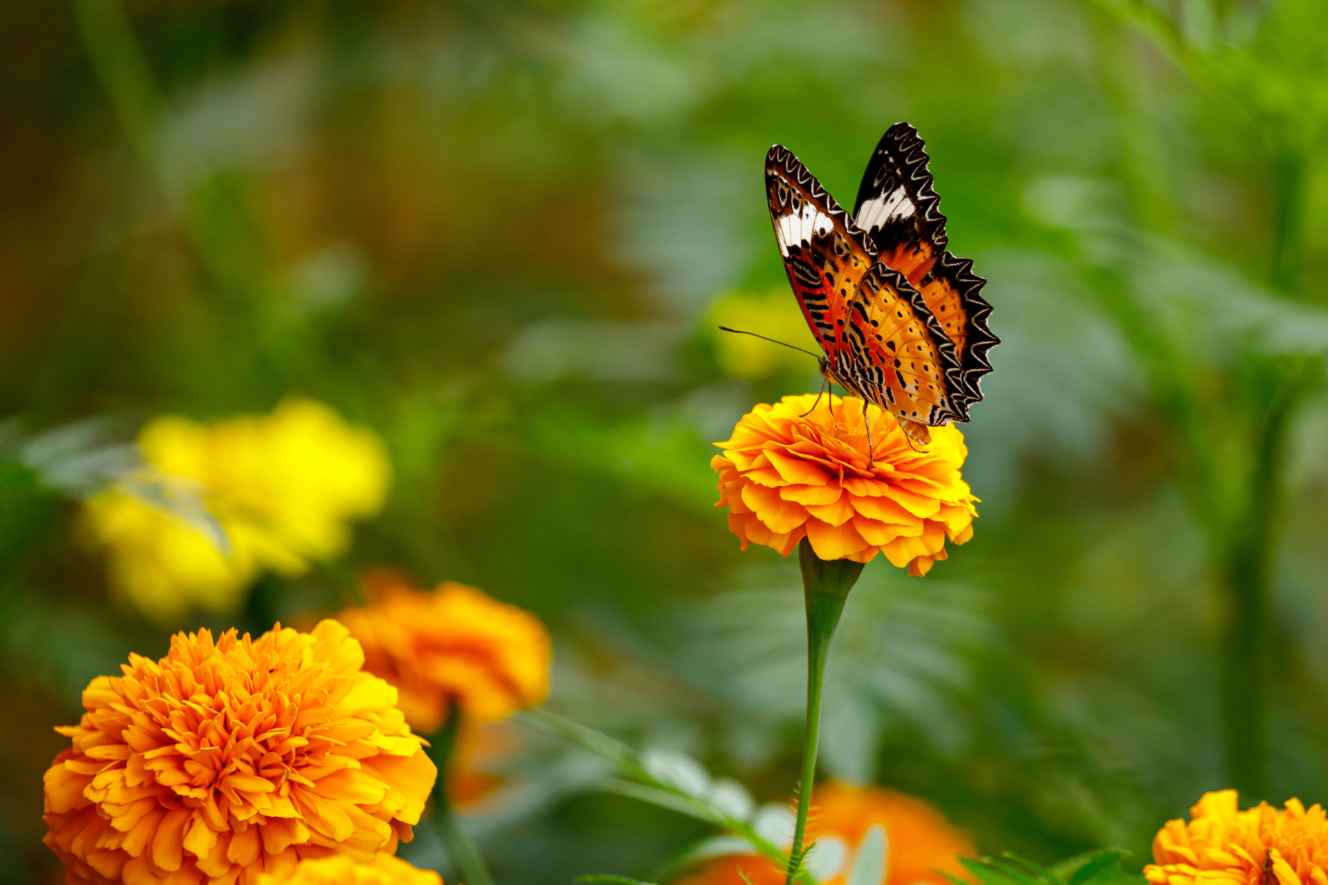 How To Create Butterfly Garden