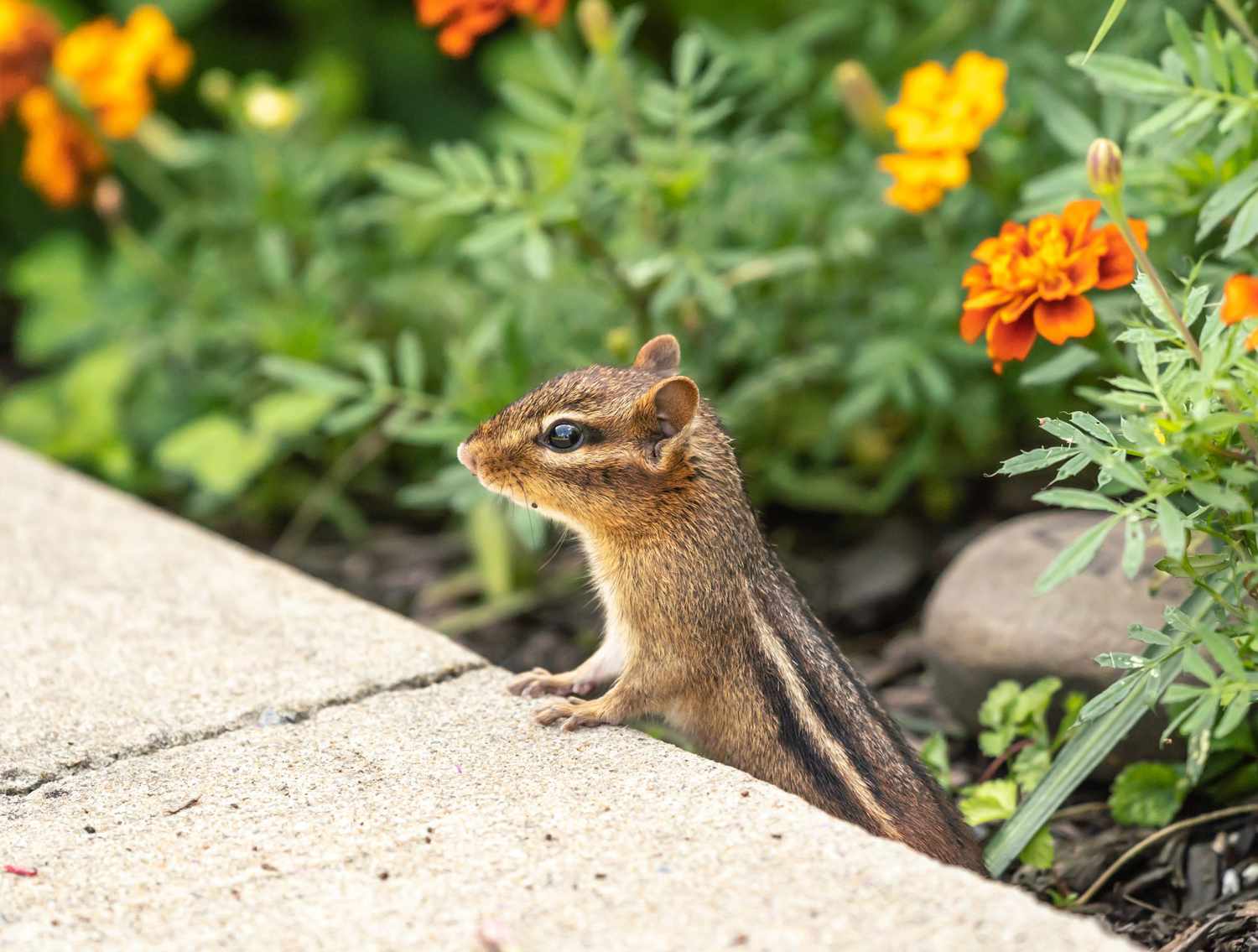 How To Deter Chipmunks From Garden