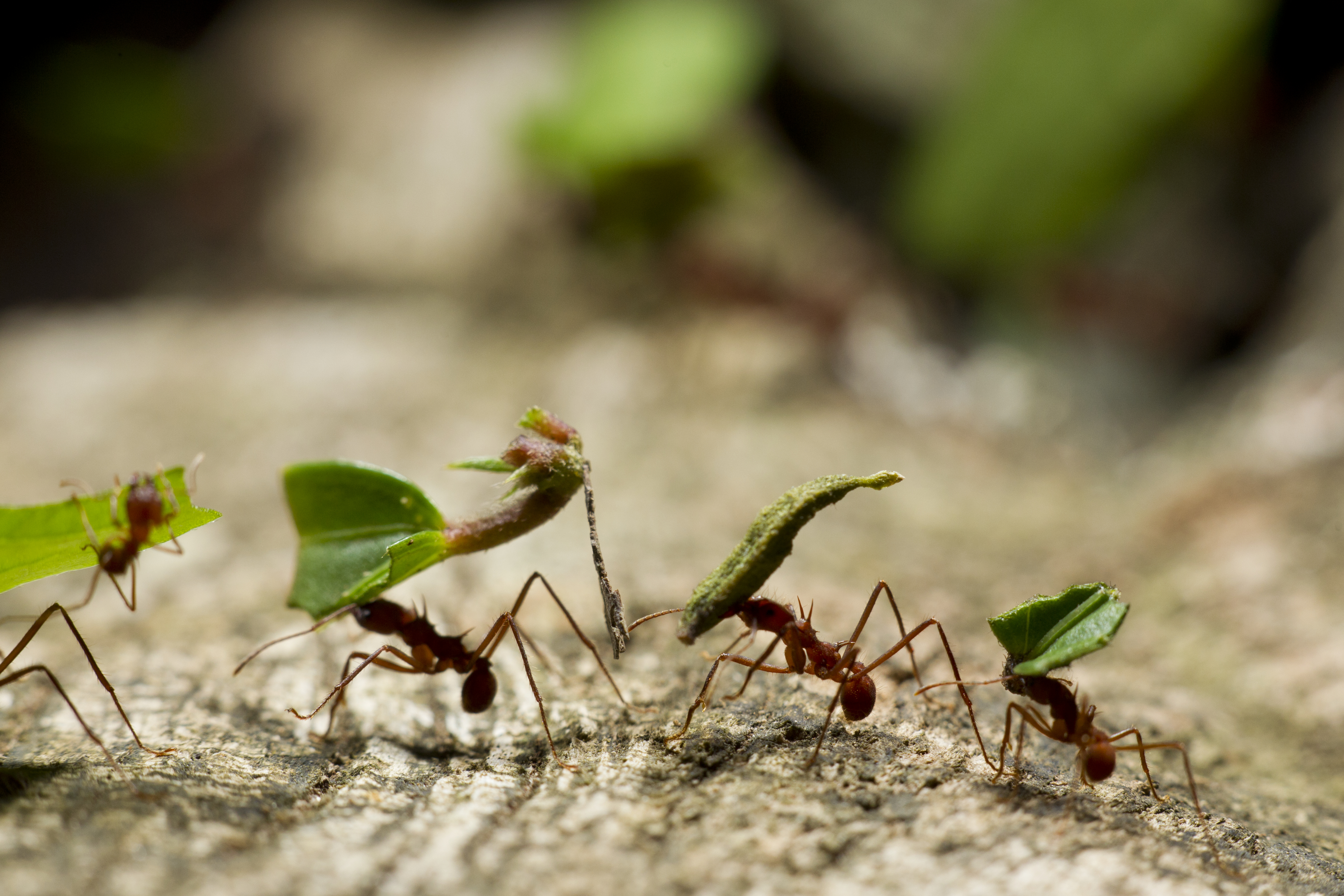How To Get Rid Of Ants In Garden