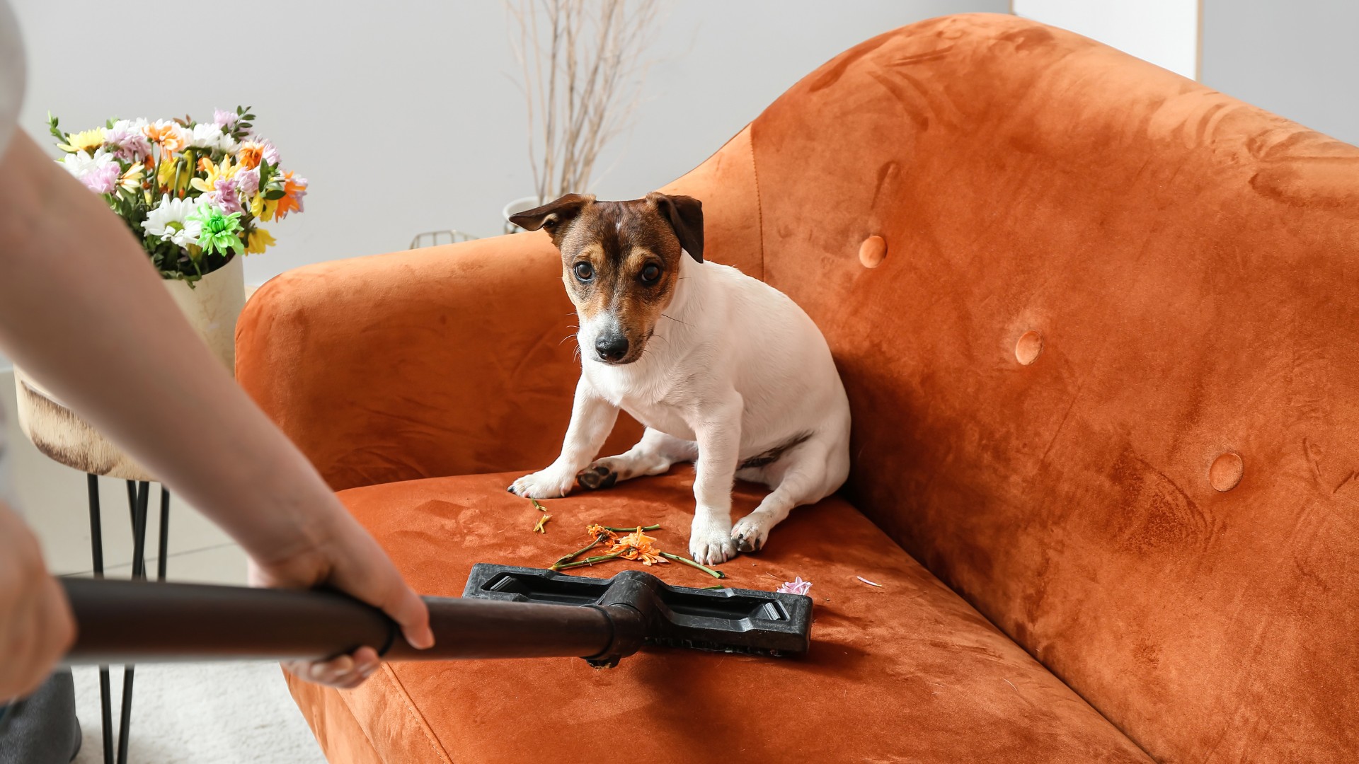 How To Get Rid Of Fleas In Furniture