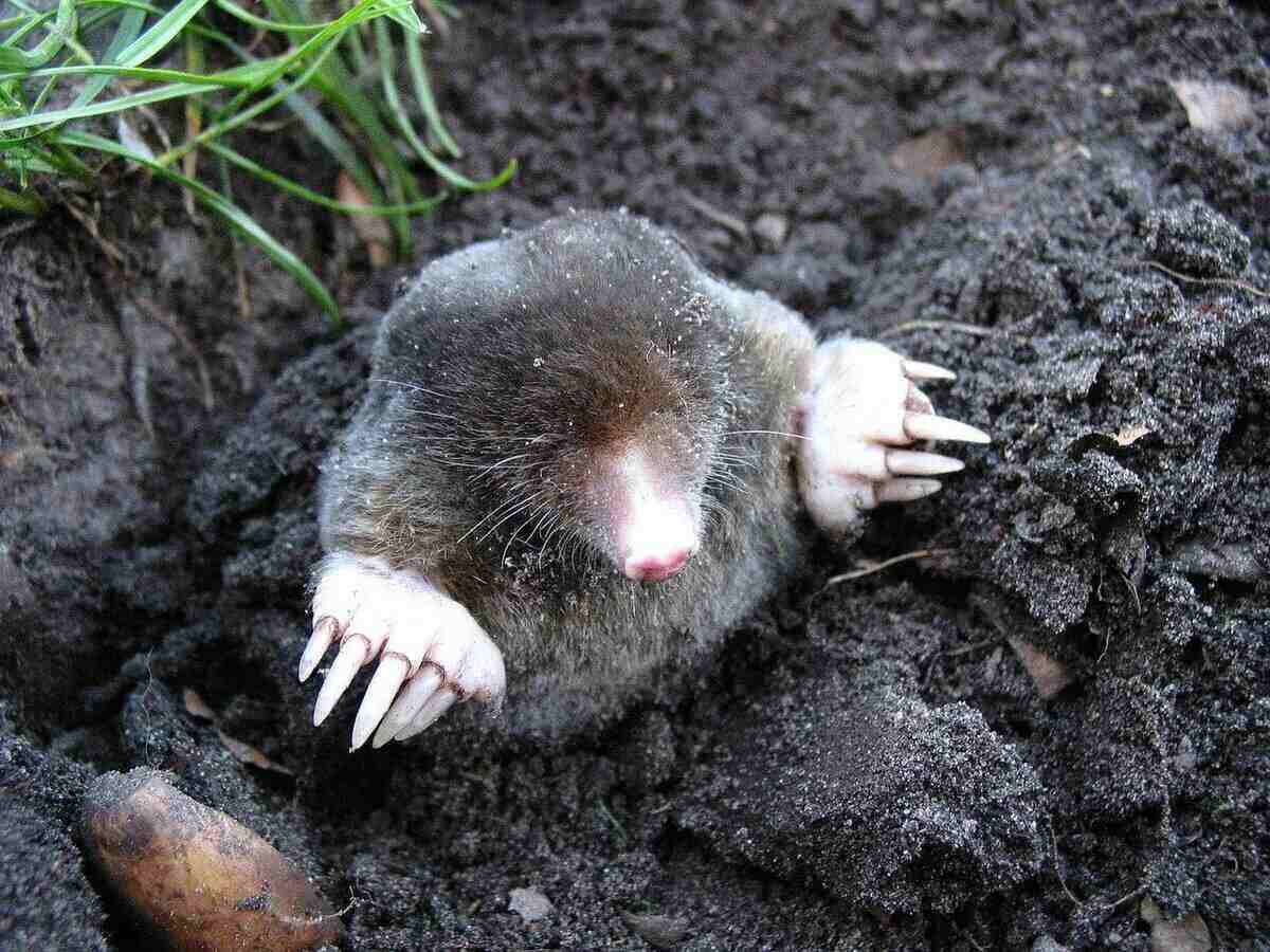 How To Get Rid Of Moles In The Garden